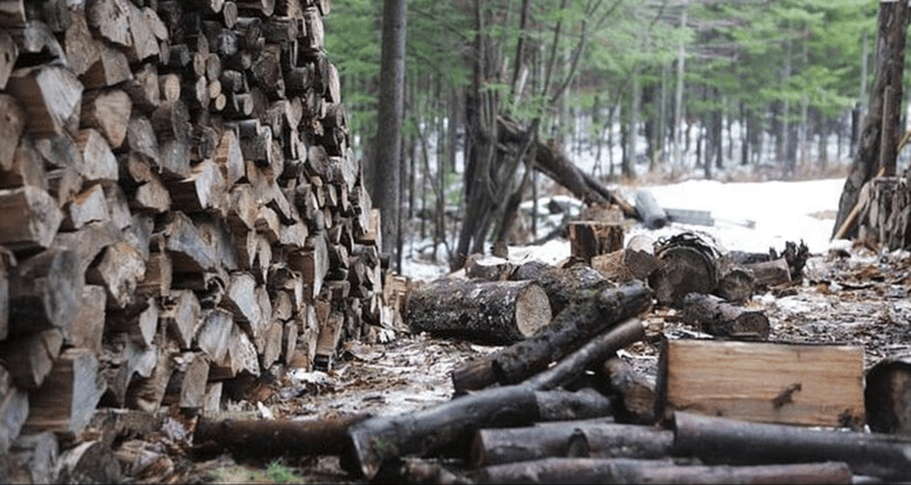 Firewood corded in the forest in Magog.