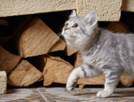 Gatito caminando junto a la leña en una chimenea Magog