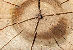 El final de un tronco que está agrietado. Esto demuestra que la madera está seca. La foto fue tomada en Magog.